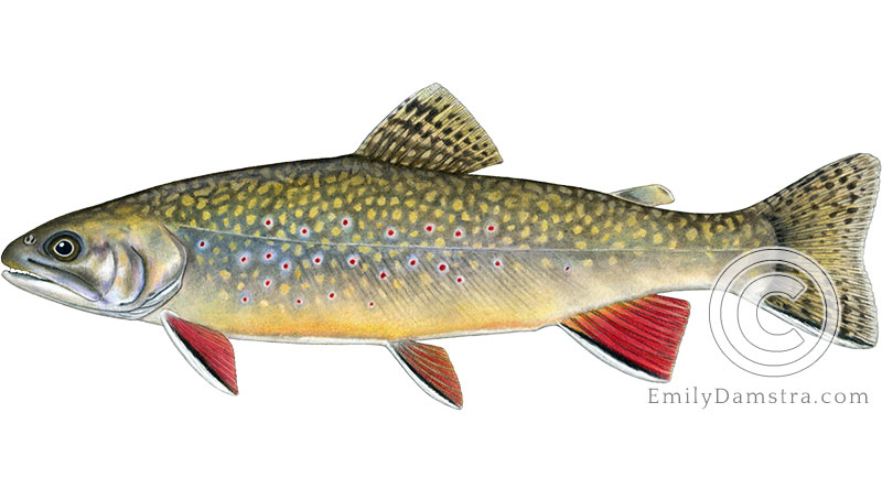 brook trout Salvelinus fontinalis illustration