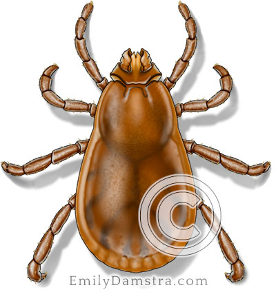 Brown dog tick illustration Rhipicephalus sanguineus