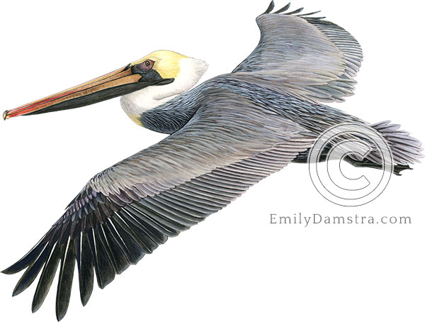 Brown pelican illustration Pelecanus occidentalis