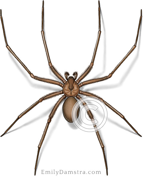 Brown recluse spider illustration Loxosceles reclusa