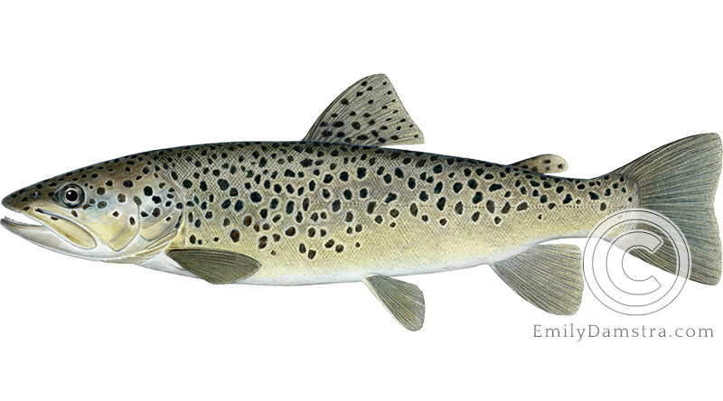 brown trout salmo trutta illustration