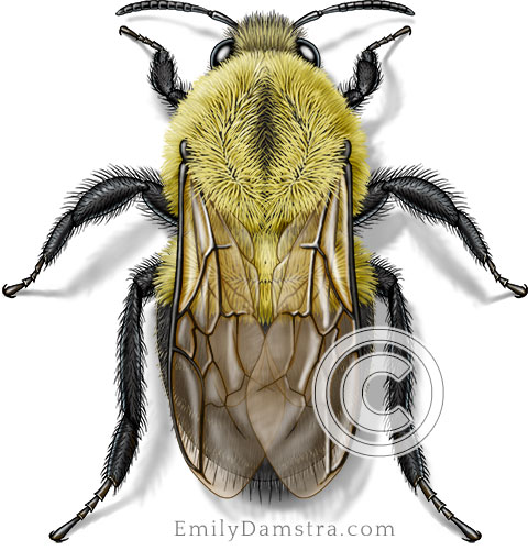 Bumble bee illustration Bombus impatiens