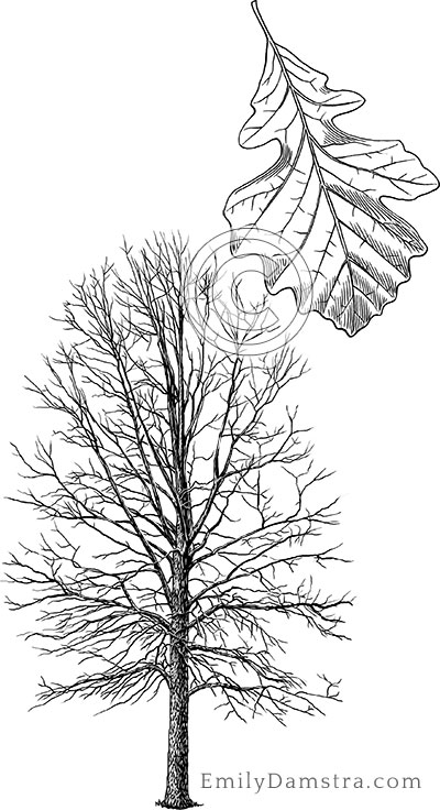 Bur oak illustration Quercus macrocarpa