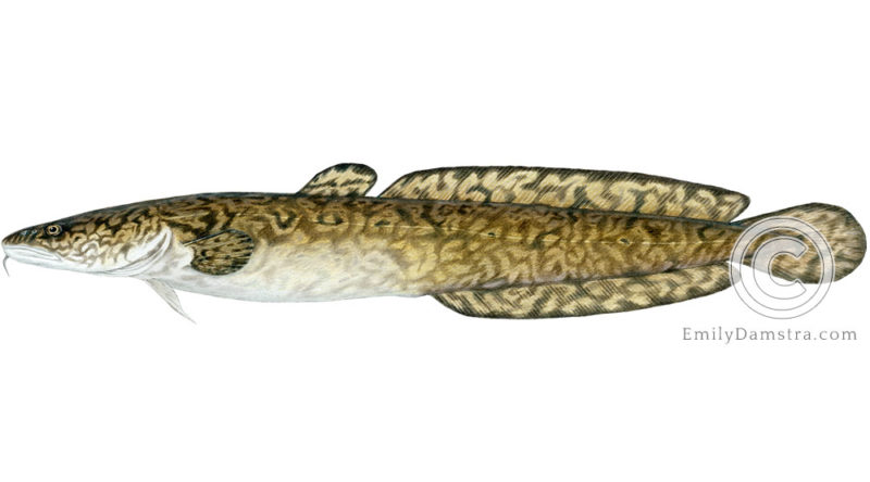 burbot lota illustration