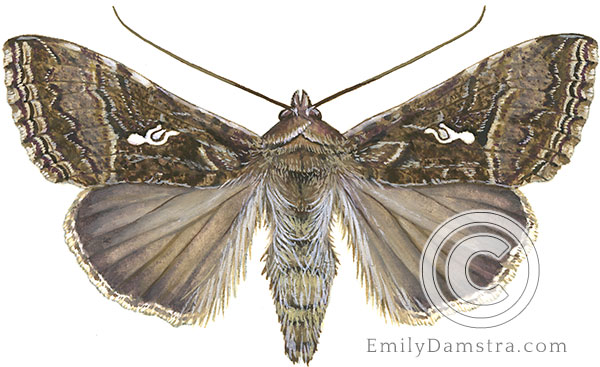 Cabbage looper moth Trichoplusia ni illustration