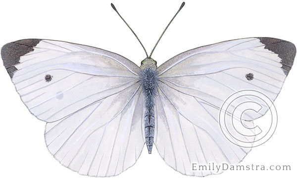 Cabbage white butterfly illustration Pieris rapae