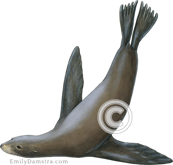 Illustration of California sea lion female, swimming Zalophus californianus
