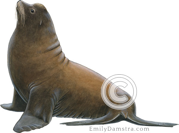 Illustration of California sea lion male Zalophus californianus