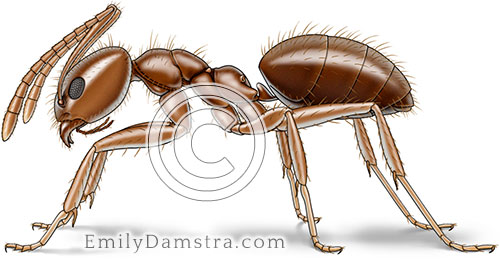 Caribbean crazy ant illustration Paratrechina pubens