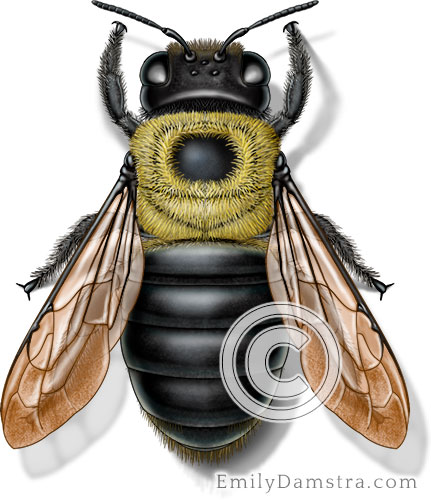 Eastern carpenter bee illustration Xylocopa virginica female