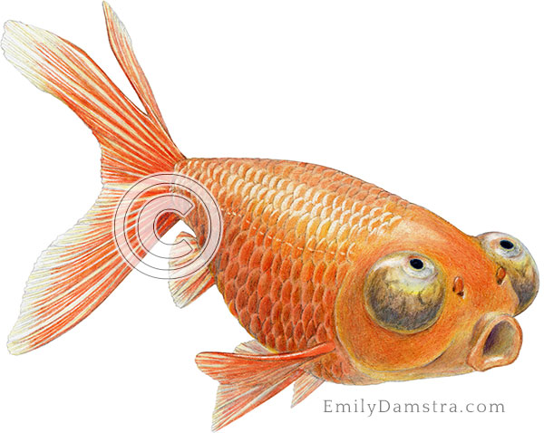 Celestial eye goldfish illustration