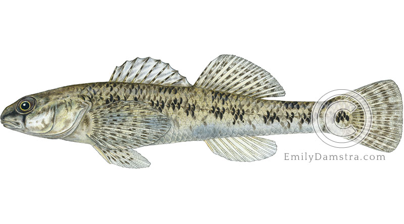 johnny darter Etheostoma nigrum illustration