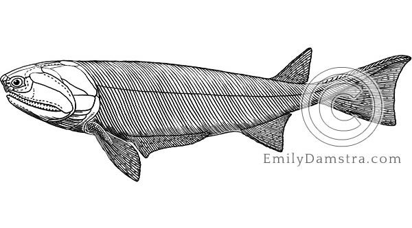 Illustration fossil fish Cheirolepis