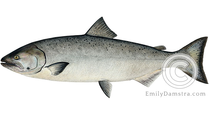 Chinook salmon Oncorhynchus tshawytscha illustration