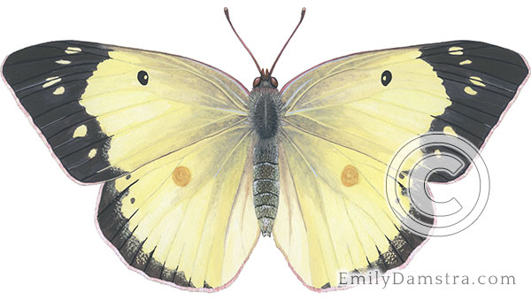 Clouded sulphur butterfly illustration Colias philodice