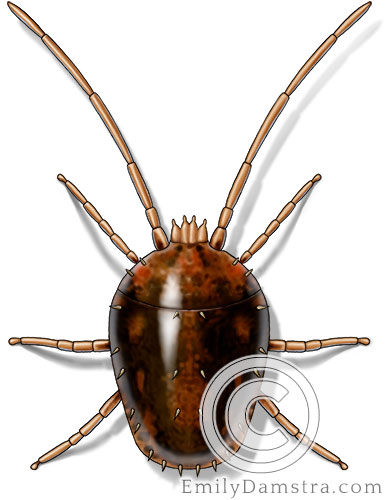 Clover mite illustration Bryobia praetiosa