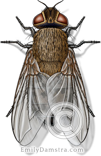 Cluster fly illustration Pollenia rudis female