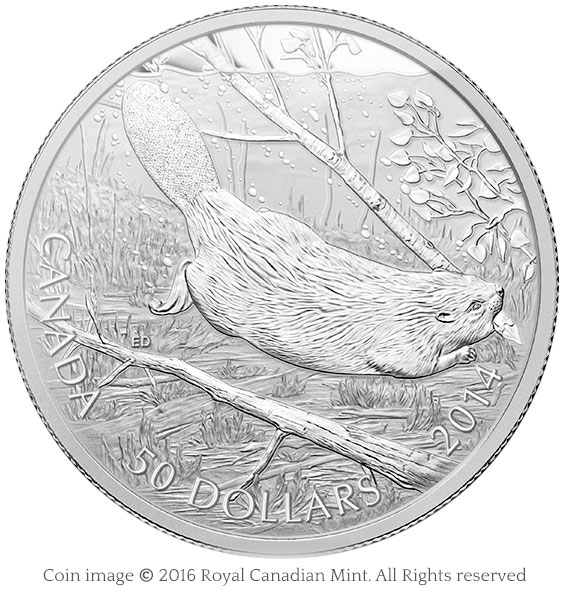 coin beaver swimming