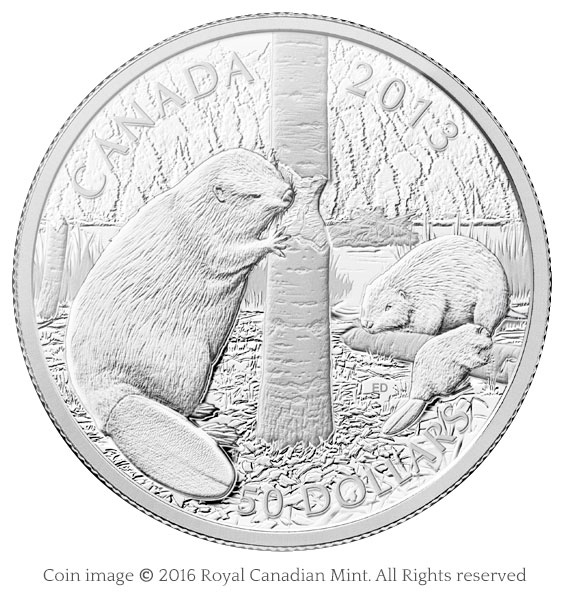 coin beavers feeding