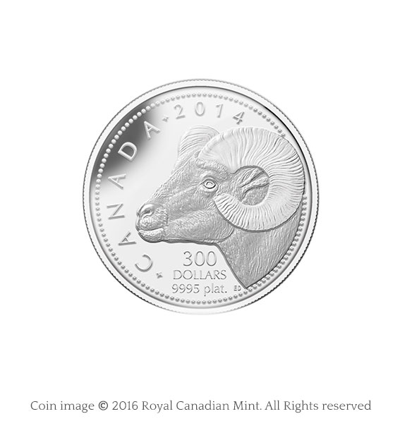 coin bighorn sheep platinum