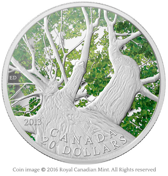 coin maple canopy 2013