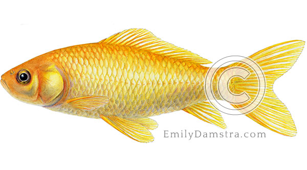 Common goldfish illustration Carassius auratus