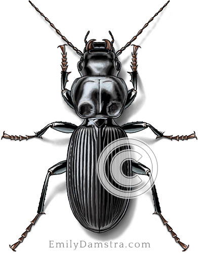 Common black ground beetle illustration Pterostichus sp.