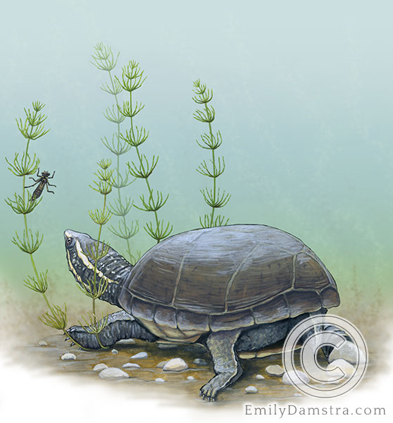 Common musk turtle Stinkpot illustration