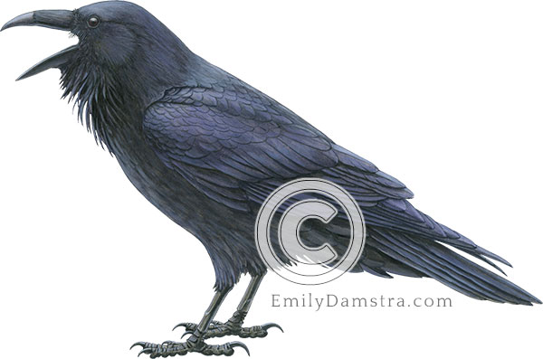 Common raven illustration Corvus corax