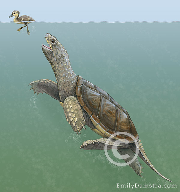 illustration of common snapping turtle hunting duckling