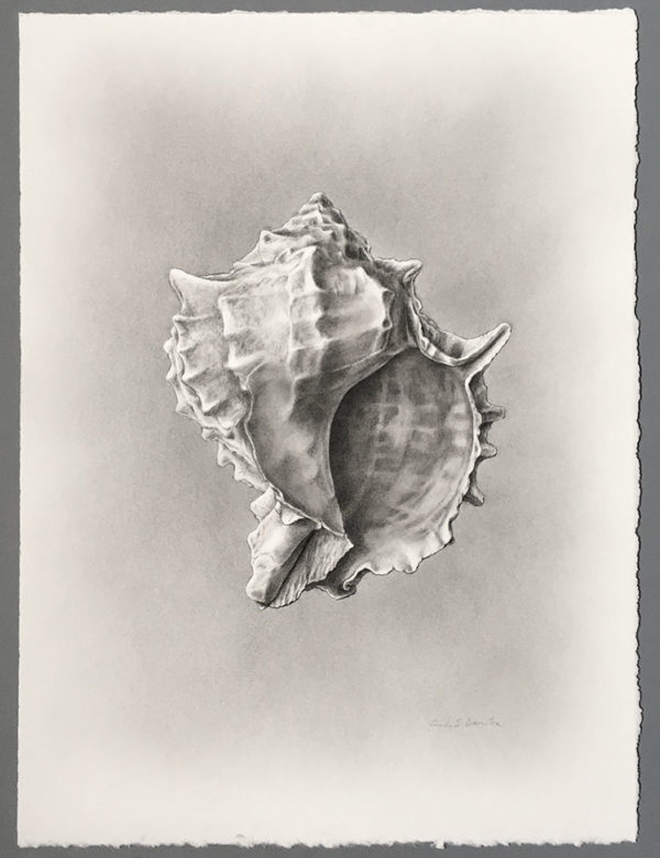 Photo of conch shell carbon dust study