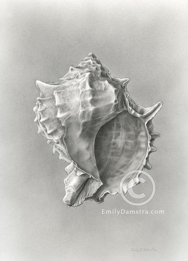 conch shell study carbon dust