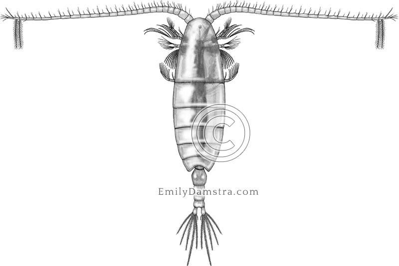 copepod illustration Calanus finmarchicus