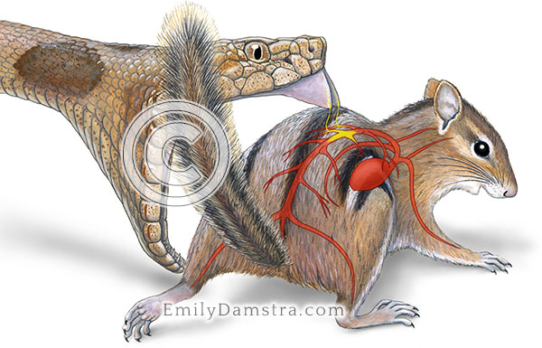Illustration of northern copperhead snake attacking eastern chipmunk Agkistrodon contortrix mokasen Tamias striatus