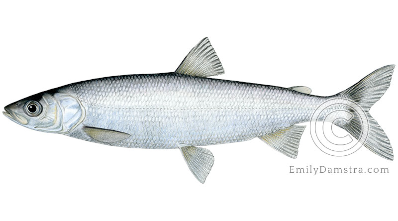 Lake herring Cisco Coregonus artedi illustration