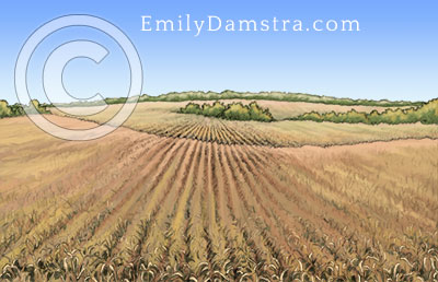 Corn field illustration