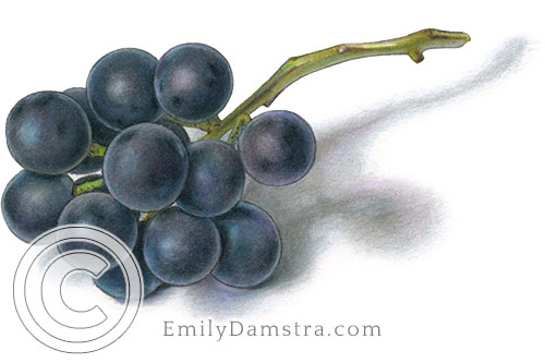 Coronation grapes illustration