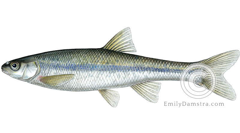 Lake chub Couesius plumbeus illustration