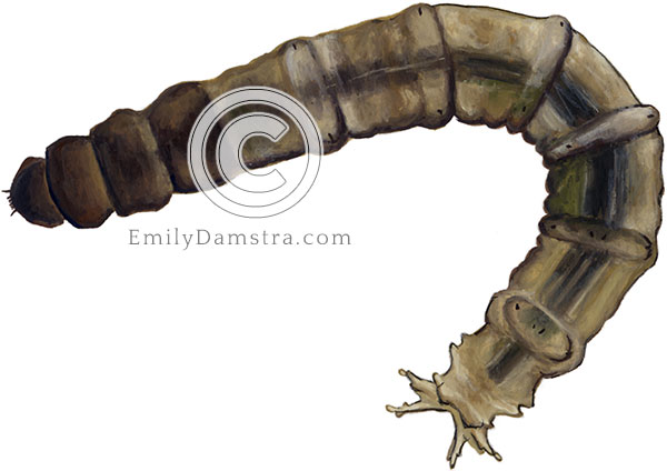 Crane fly larva illustration