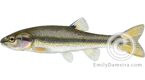 Creek chub Semotilus atromaculatus illustration