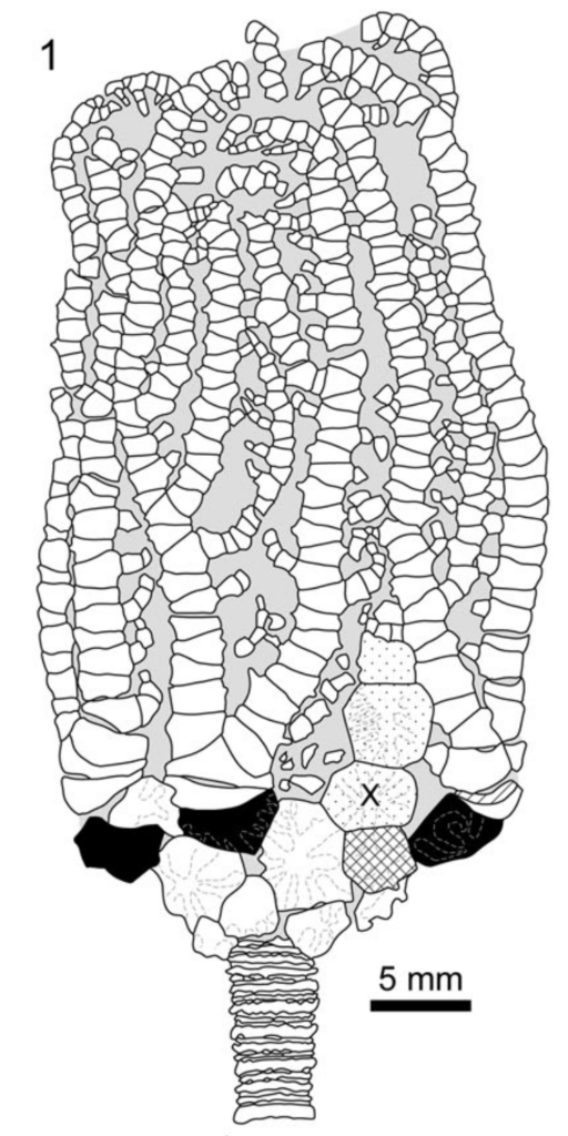 Ordovician crinoid reconstruction 2 Ordovician crinoid diagram