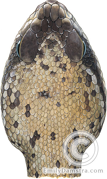 Eastern diamondback rattlesnake head illustration Crotalus adamanteus