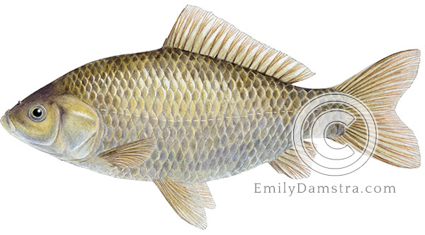 Crucian carp illustration Carassius carassius