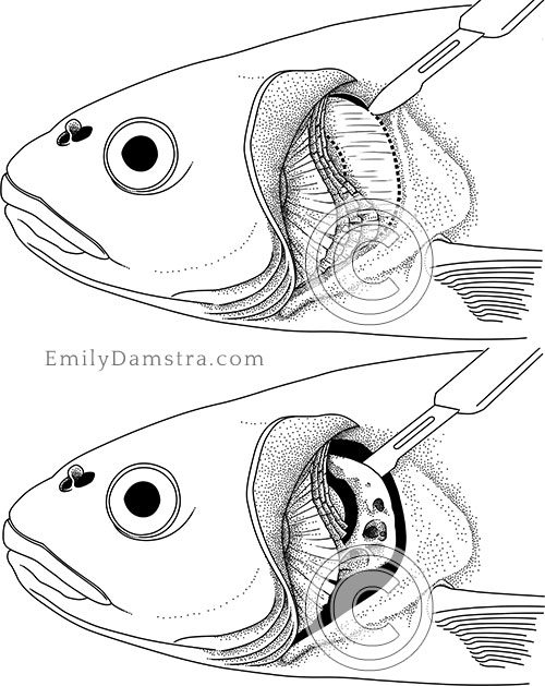 Cyprinid pharyngeal dissection illustration