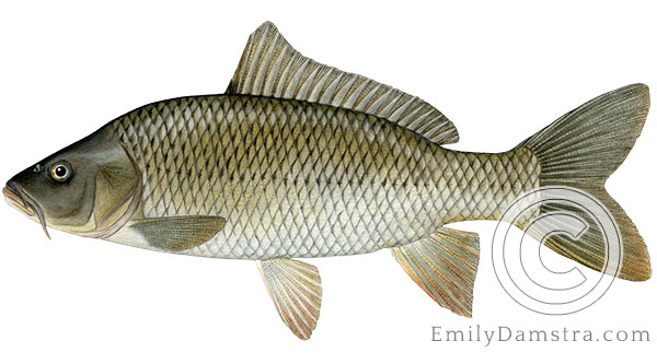 Common carp Cyprinus carpio illustration