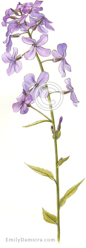 Dame's rocket illustration Hesperis matronalis