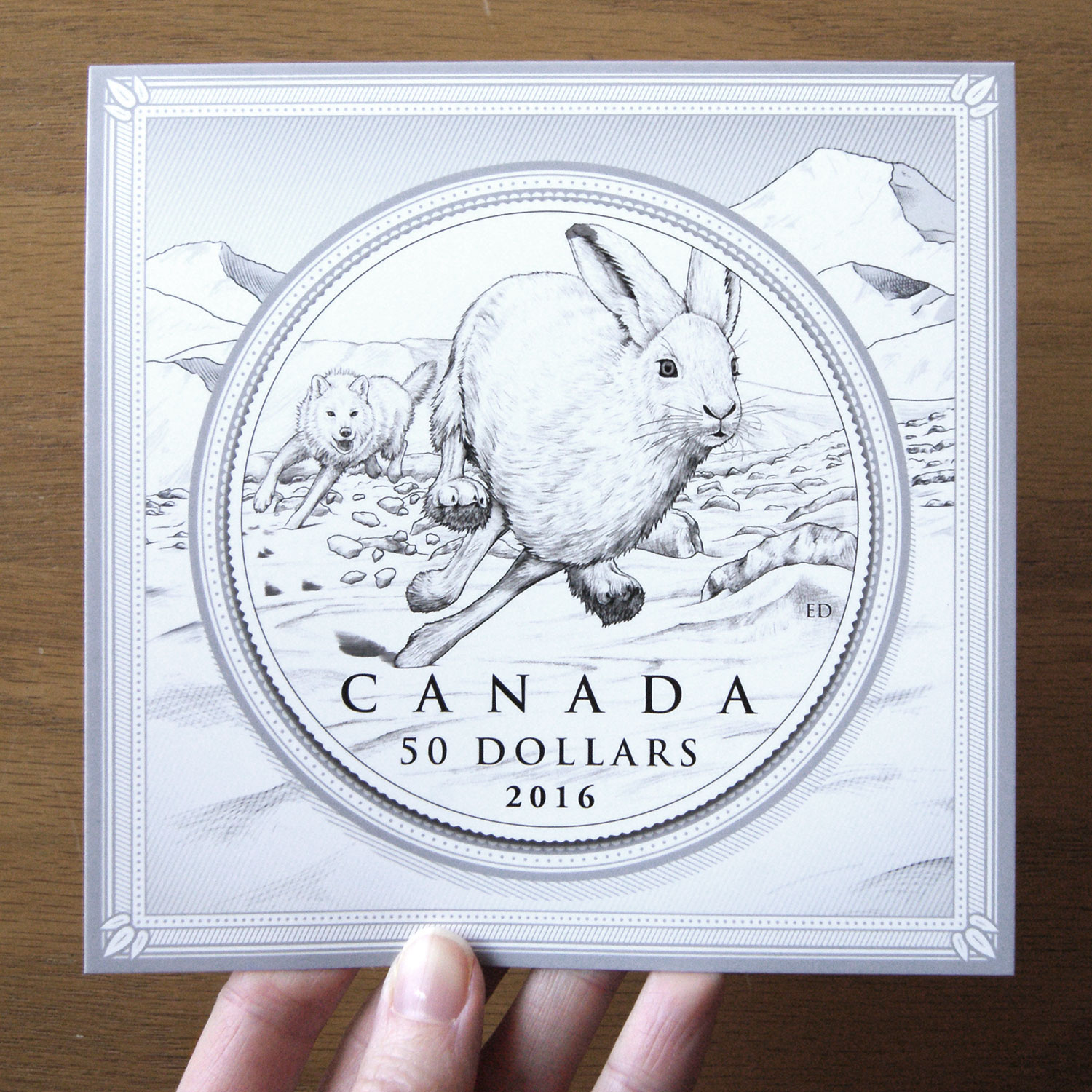 Arctic hare coin illustration by Emily damstra