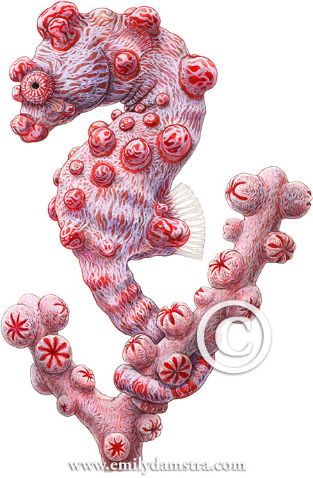 Illustration of Bargibant's pygmy seahorse © Emily S. Damstra