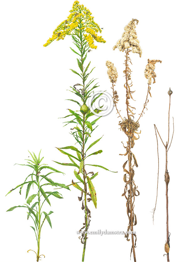 watercolor painting of Tall Goldenrod in four seasons with fifty associates © Emily S. Damstra