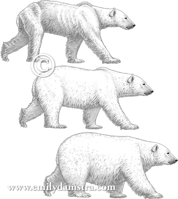 Polar bear illustrations © Emily S. Damstra